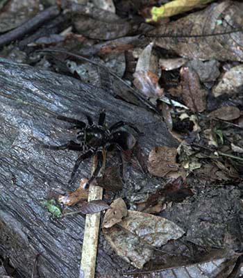 Gehen Sie nachts auf die Suche nach Taranteln und Kaimanen. Kredit: Martin Pauca / PromPerú Suche nach Taranturas und Kaimanen